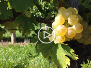 Video: Wein mit Egle #1