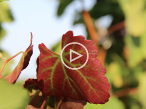 Video: Wein mit Egle #2