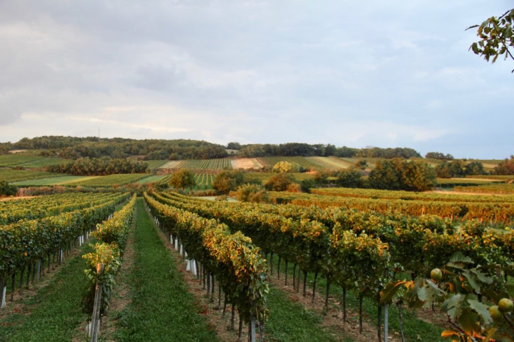 DAC Carnuntum Ein Weinbaugebiet erfindet sich neu Wirtshausführer