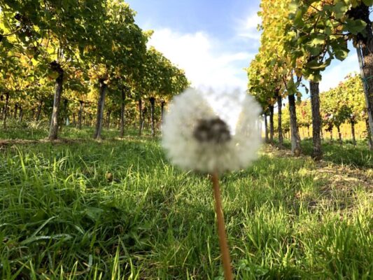 Weinherbst im Weinviertel: Termine, Termine, Termine