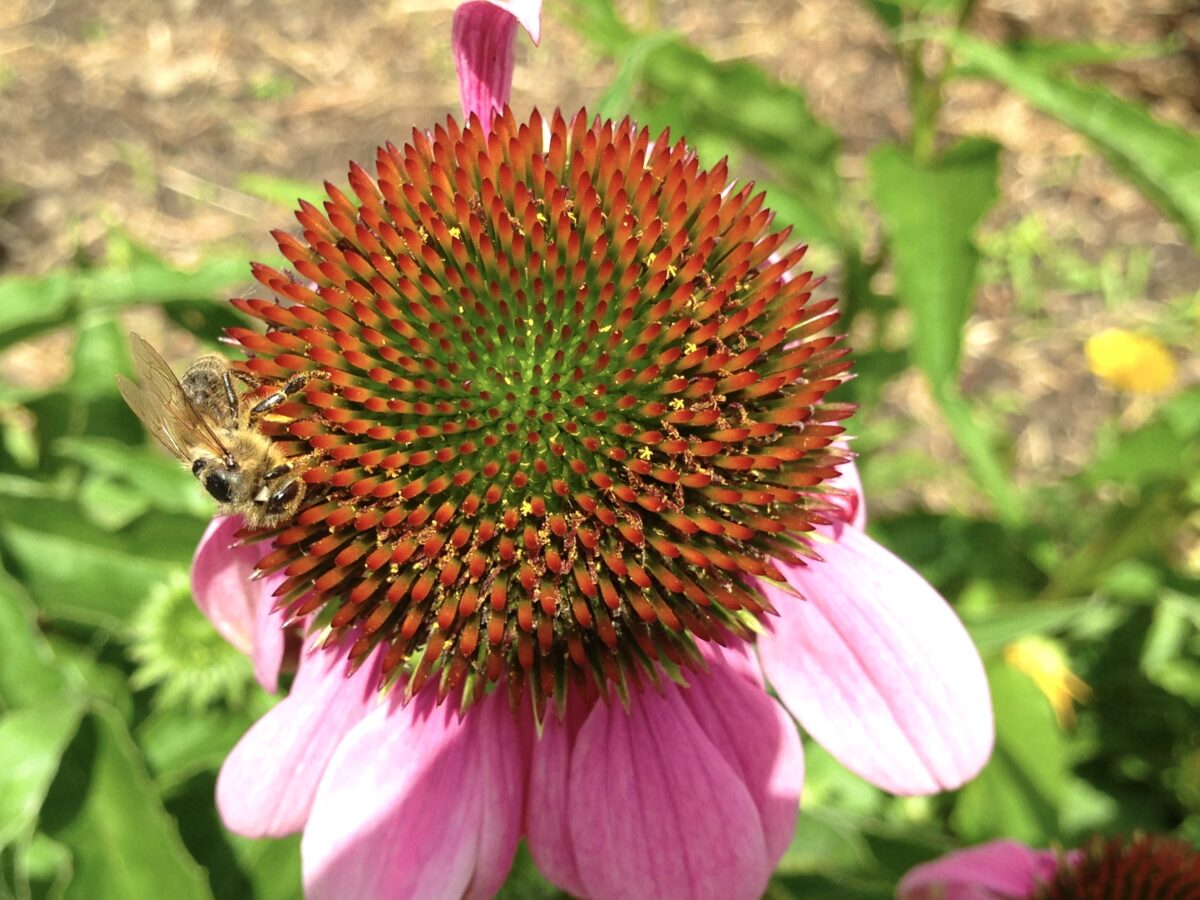 Nachhaltig Wirten und Winzern: Nice to have – oder doch mehr?