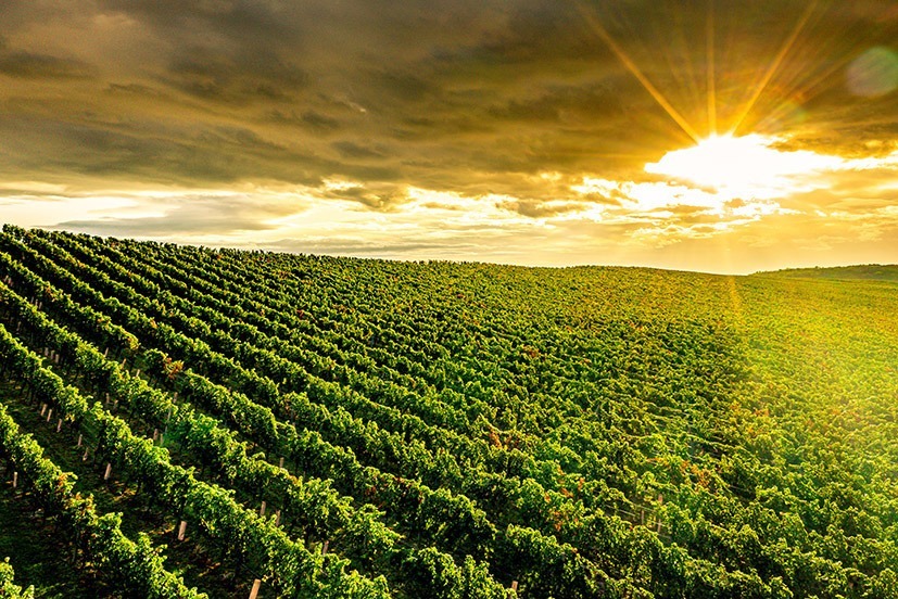 Weingut Klosterkeller Siegendorf – Fokussierung auf das Wesentliche