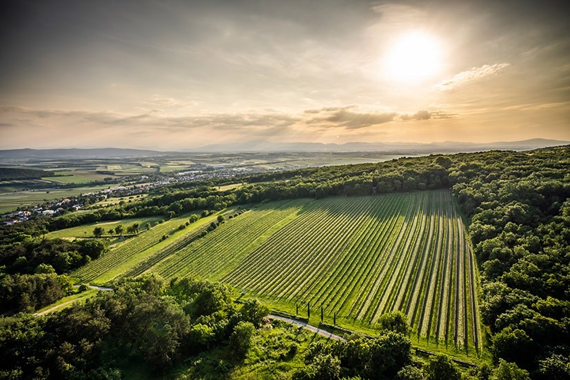 Weingut Kollwentz – besser geht’s nicht